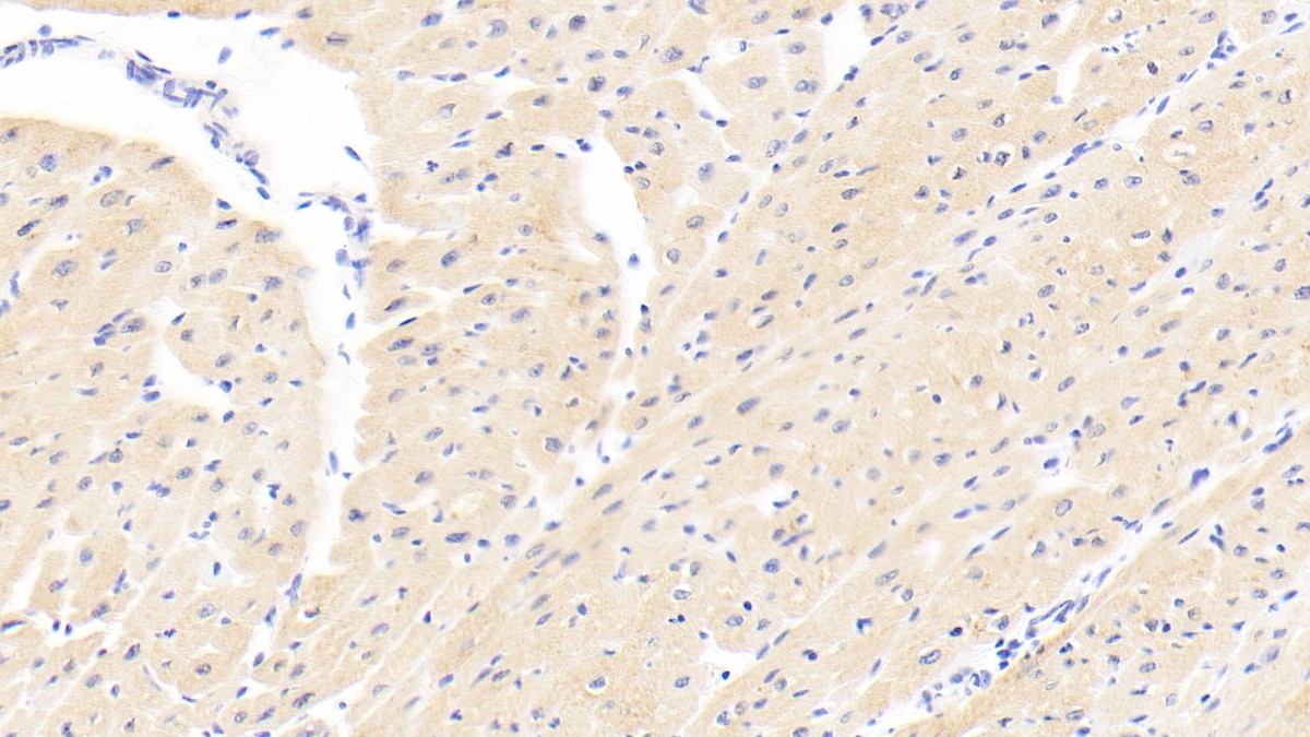 Polyclonal Antibody to Poly ADP Ribose Polymerase 4 (PARP4)