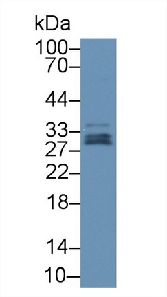 Polyclonal Antibody to Glutathione Peroxidase 3, Plasma (GPX3)