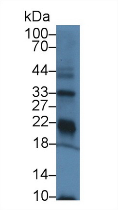 Polyclonal Antibody to Glutathione Peroxidase 3, Plasma (GPX3)