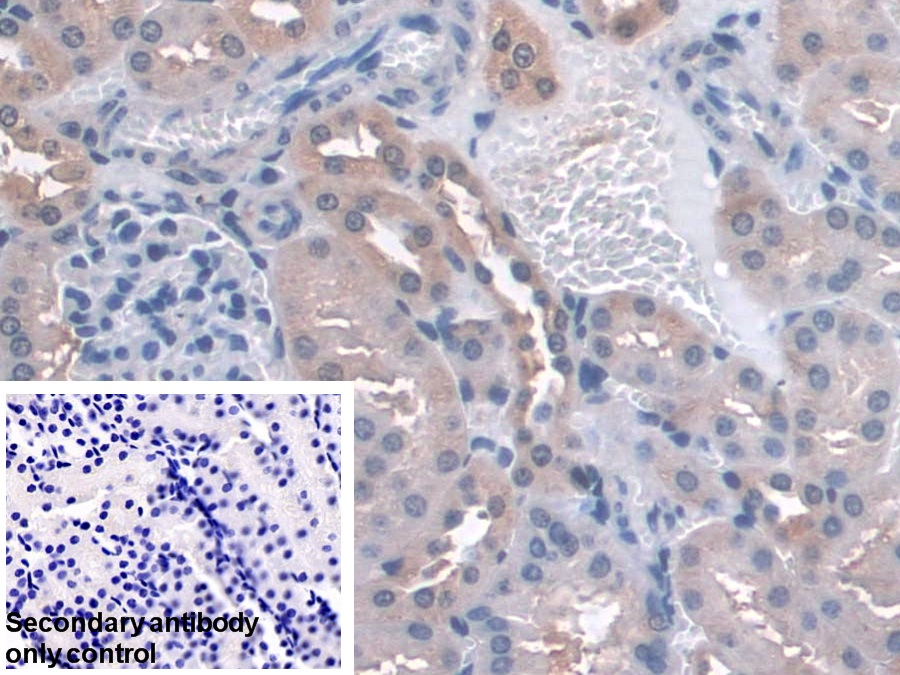 Polyclonal Antibody to Glutathione Peroxidase 3, Plasma (GPX3)