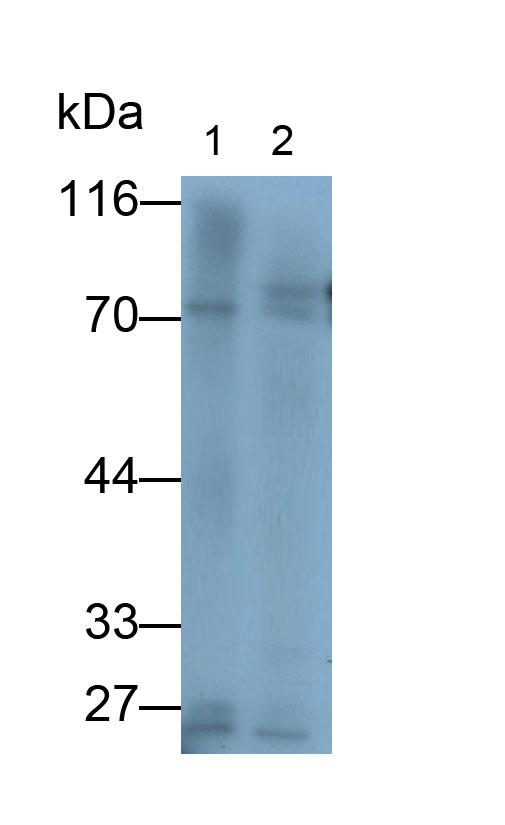 Polyclonal Antibody to Glutathione Peroxidase 3, Plasma (GPX3)