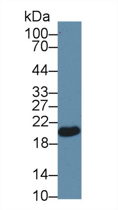 Polyclonal Antibody to Glutathione Peroxidase 4 (GPX4)