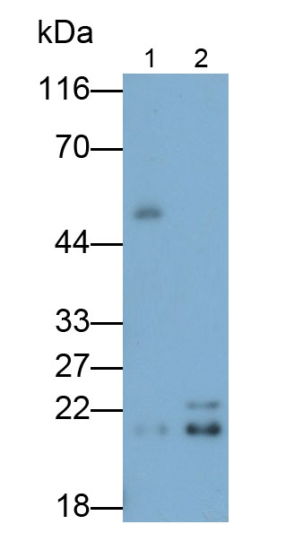 Polyclonal Antibody to Glutathione Peroxidase 4 (GPX4)