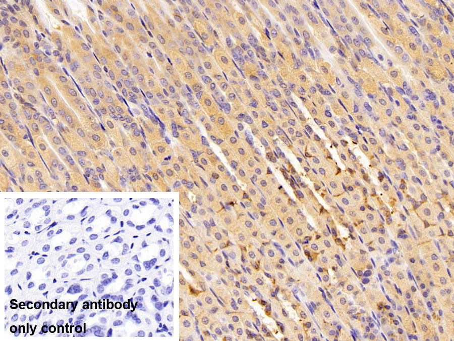 Polyclonal Antibody to Glutathione Peroxidase 4 (GPX4)