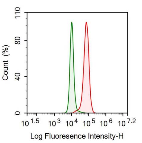 Polyclonal Antibody to Glycyl tRNA Synthetase (GARS)