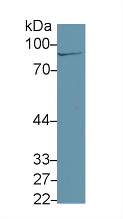 Polyclonal Antibody to Glutaminyl tRNA Synthetase (QARS)