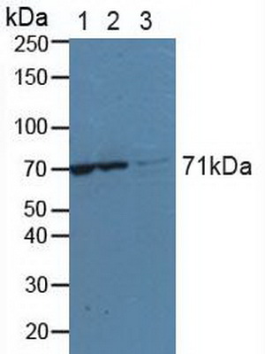 Polyclonal Antibody to Lysyl tRNA Synthetase (KARS)