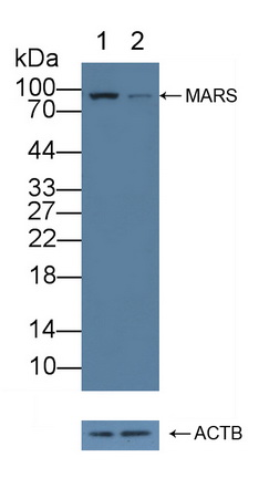 Polyclonal Antibody to Methionyl tRNA Synthetase (MARS)