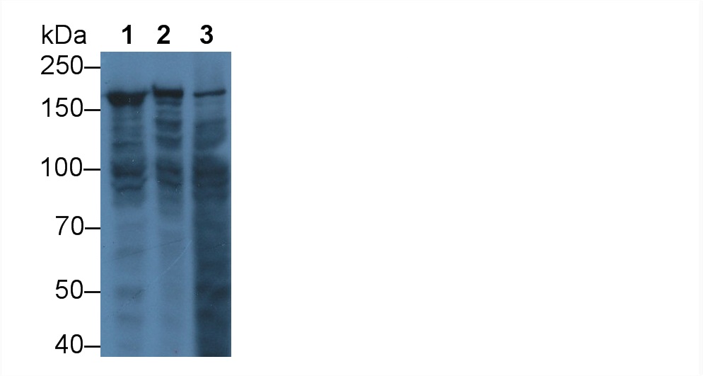 Polyclonal Antibody to Glutamyl Prolyl tRNA Synthetase (EPRS)