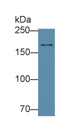 Polyclonal Antibody to Glutamyl Prolyl tRNA Synthetase (EPRS)