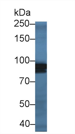 Polyclonal Antibody to X-Ray Repair Cross Complementing 5 (XRCC5)