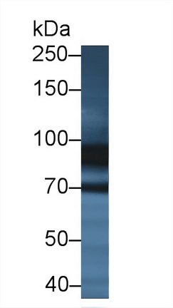 Polyclonal Antibody to X-Ray Repair Cross Complementing 5 (XRCC5)