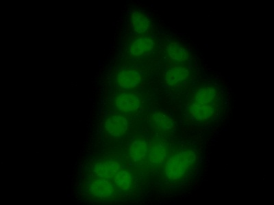 Polyclonal Antibody to X-Ray Repair Cross Complementing 5 (XRCC5)