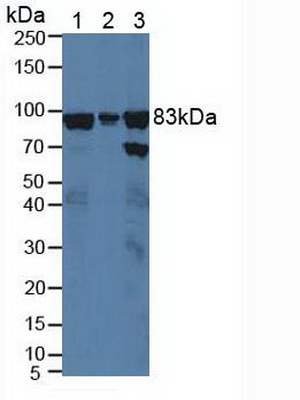 Polyclonal Antibody to X-Ray Repair Cross Complementing 5 (XRCC5)