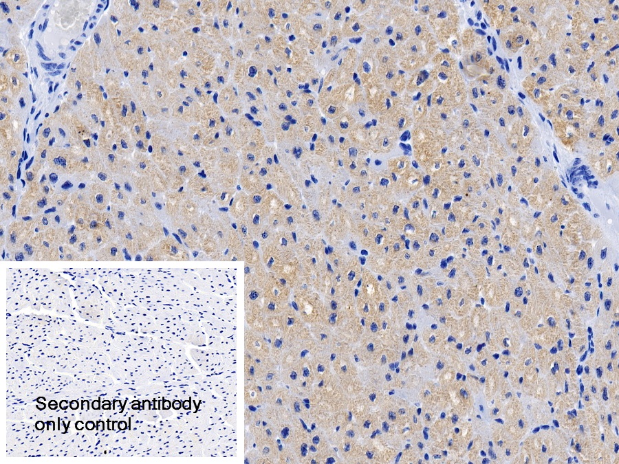 Polyclonal Antibody to Myosin Binding Protein C, Cardiac (MYBPC3)