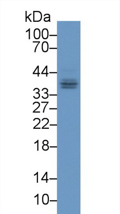 Polyclonal Antibody to Fibrinogen Like Protein 1 (FGL1)