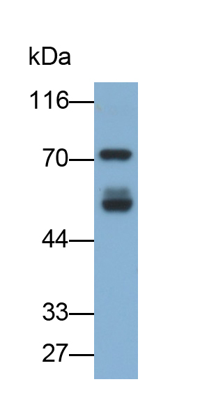 Polyclonal Antibody to Heat Shock 70kDa Protein 2 (HSPA2)