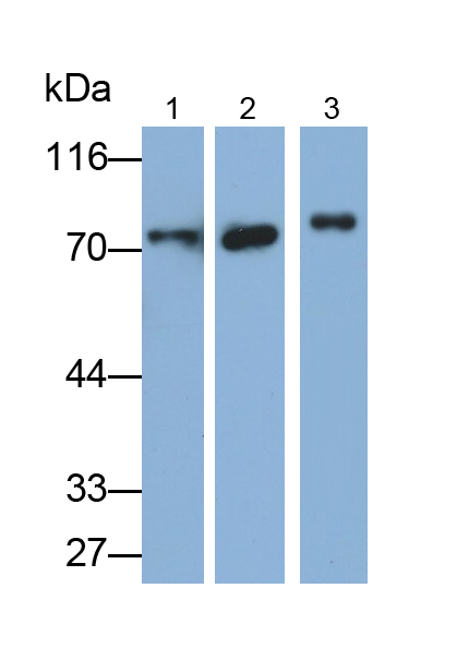 Polyclonal Antibody to Heat Shock 70kDa Protein 2 (HSPA2)