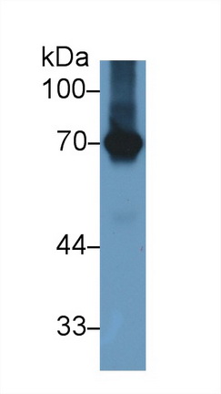 Polyclonal Antibody to Heat Shock 70kDa Protein 8 (HSPA8)