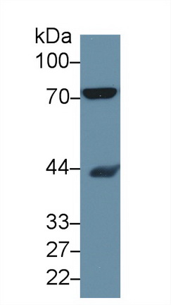 Polyclonal Antibody to Heat Shock 70kDa Protein 8 (HSPA8)