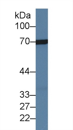 Polyclonal Antibody to Heat Shock 70kDa Protein 8 (HSPA8)