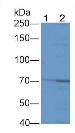 Polyclonal Antibody to Membrane Protein, Palmitoylated 3 (MPP3)