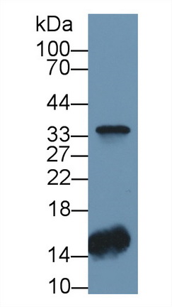 Polyclonal Antibody to Carbonic Anhydrase IV (CA4)