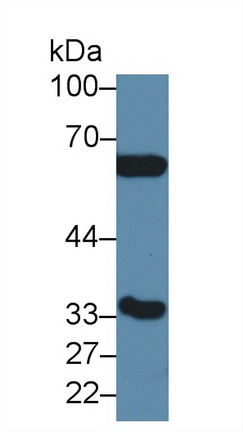 Polyclonal Antibody to Carbonic Anhydrase IV (CA4)