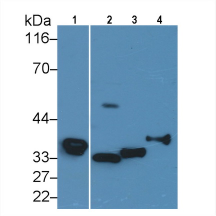 Polyclonal Antibody to Carbonic Anhydrase IV (CA4)