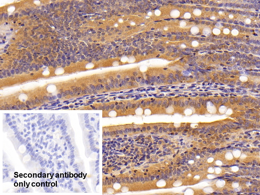 Polyclonal Antibody to Carbonic Anhydrase IV (CA4)