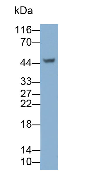 Polyclonal Antibody to Carbonic Anhydrase VB, Mitochondrial (CA5B)