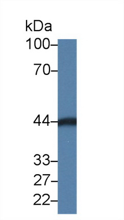 Polyclonal Antibody to Carbonic Anhydrase VI (CA6)