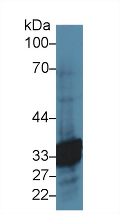 Polyclonal Antibody to Carbonic Anhydrase VI (CA6)