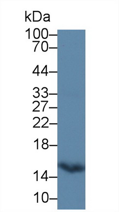 Polyclonal Antibody to Hemoglobin Beta (HBb)