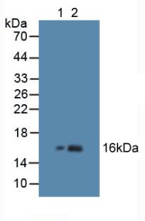 Polyclonal Antibody to Hemoglobin Beta (HBb)