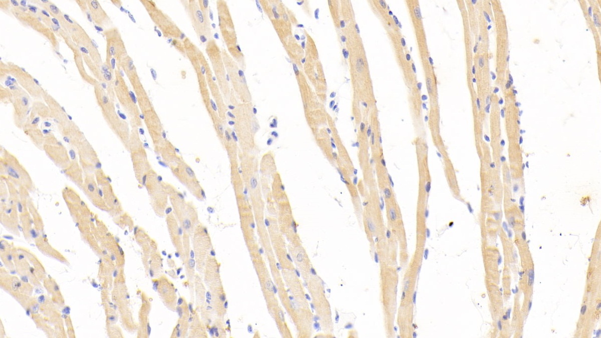 Polyclonal Antibody to Hemoglobin Beta (HBb)