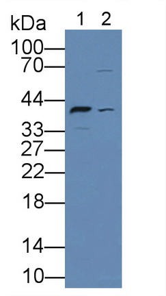 Polyclonal Antibody to Low Density Lipoprotein Receptor Related Protein Associated Protein 1 (LRPAP1)