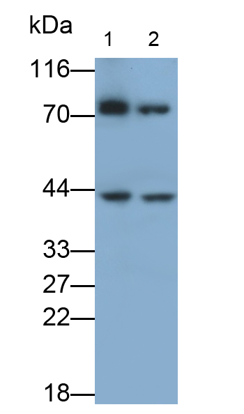 Polyclonal Antibody to Low Density Lipoprotein Receptor Related Protein Associated Protein 1 (LRPAP1)