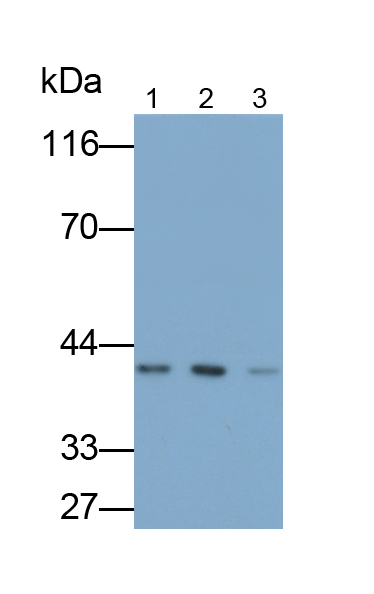 Polyclonal Antibody to Low Density Lipoprotein Receptor Related Protein Associated Protein 1 (LRPAP1)