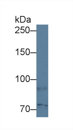 Polyclonal Antibody to Antigen Peptide Transporter 1 (TAP1)