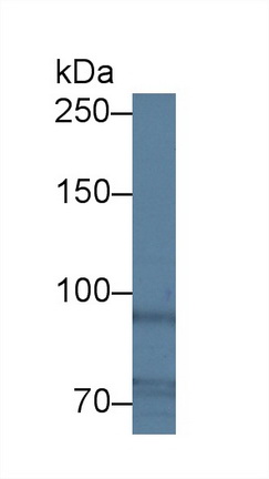 Polyclonal Antibody to Antigen Peptide Transporter 1 (TAP1)