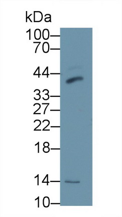 Polyclonal Antibody to Hedgehog Homolog, Desert (DHH)