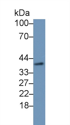 Polyclonal Antibody to Hedgehog Homolog, Desert (DHH)