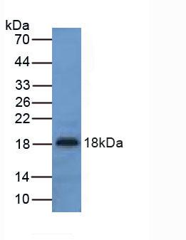 Polyclonal Antibody to Urocortin 3 (UCN3)