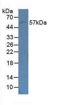 Polyclonal Antibody to Fibulin 5 (FBLN5)