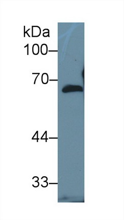 Polyclonal Antibody to Fibulin 5 (FBLN5)