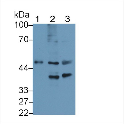 Polyclonal Antibody to Fasciculation And Elongation Protein Zeta 2 (FEz2)