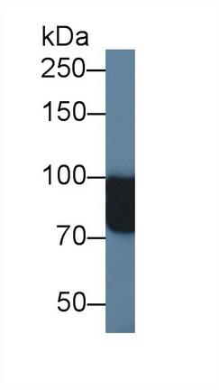 Polyclonal Antibody to N-Acetyl Alpha-D-Glucosaminidase (NAGLU)