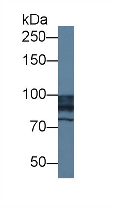 Polyclonal Antibody to N-Acetyl Alpha-D-Glucosaminidase (NAGLU)