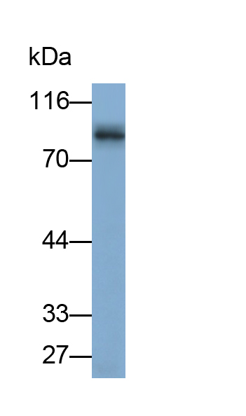 Polyclonal Antibody to N-Acetyl Alpha-D-Glucosaminidase (NAGLU)